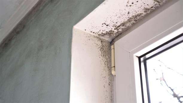 Asbestos and Lead Testing During Mold Inspection in Silver Lake, OH